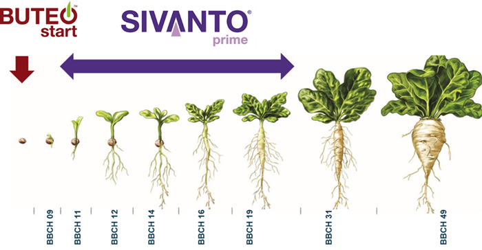 Buteo Start en Sivnto Prime suikerbieten.png
